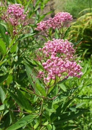 Pink Swamp Milkweed seeds, Asclepias Incarnata Pink - Milkweed 4 Monarchs