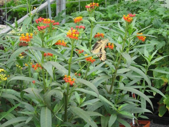 Tropical Milkweed Plant, Asclepias Curassavica - Milkweed 4 Monarchs