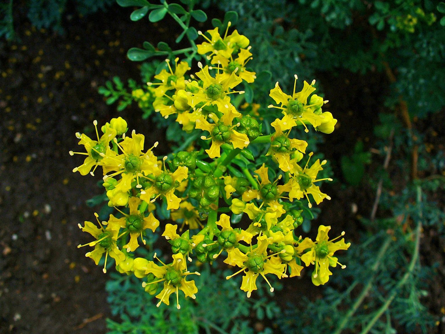 Where to buy rue plant near me information