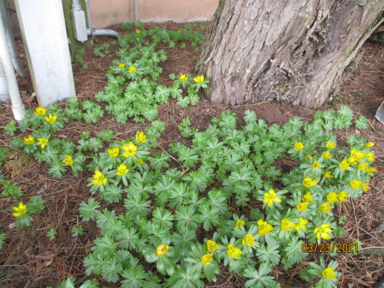 Winter Aconite 1st year