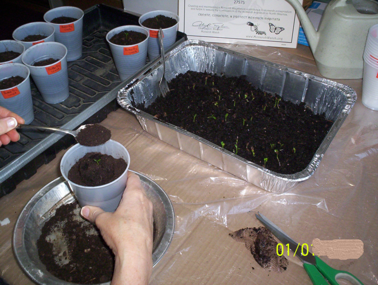 How To Start Milkweed Seeds Indoors Part Milkweed Monarchs