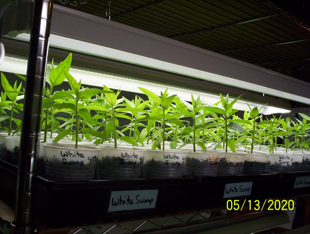 Swamp Milkweed 4 weeks old.