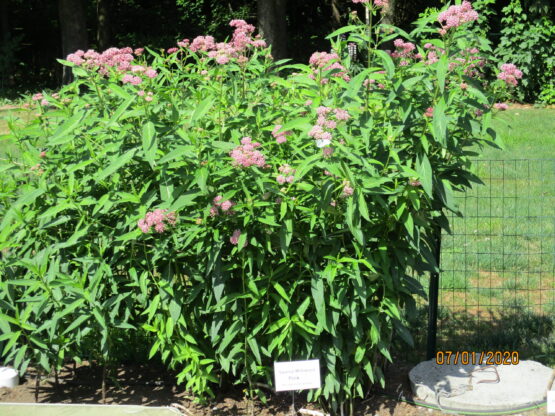 Pink Milkweed Plants