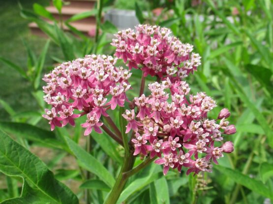 Pink Swamp Milkweed Blooms