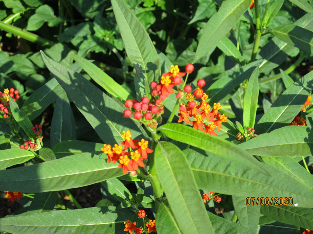 Red Tropical Milkweed Seeds, Asclepias Curassavica - Milkweed 4 Monarchs