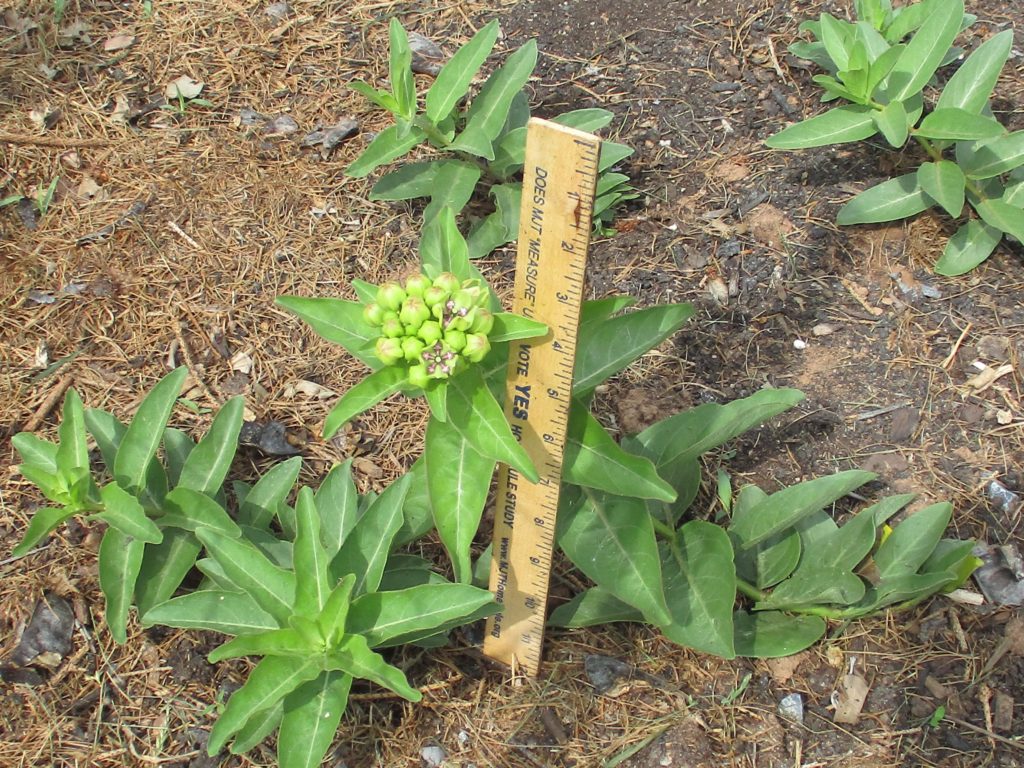 Green Antelopehorn Seeds Asclepias Viridis Milkweed 4 Monarchs 9269