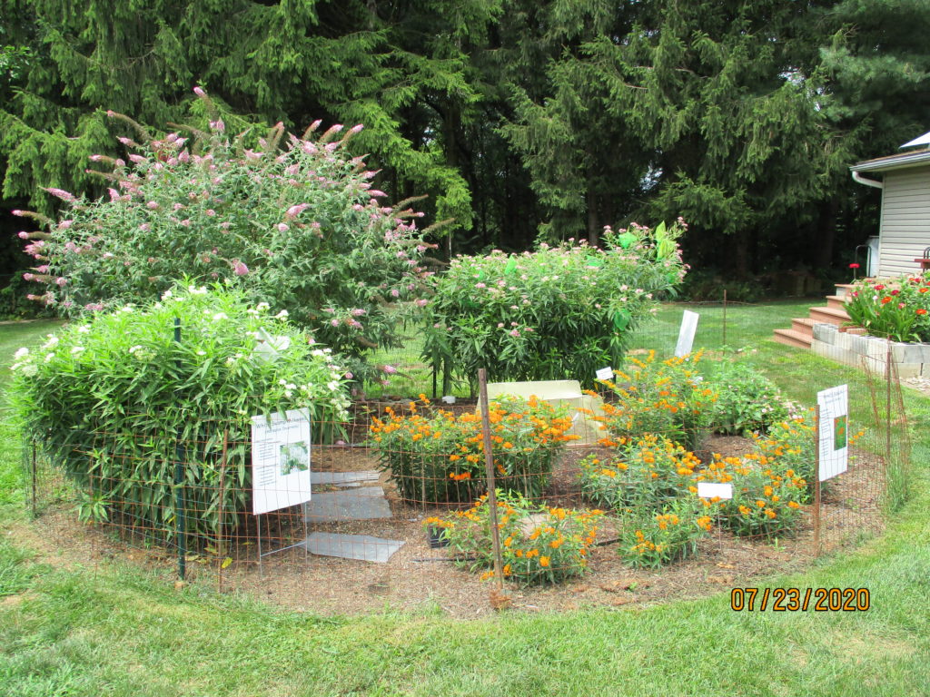 Eastern Monarch Waystation Milkweed Collection (4) Milkweed 4 Monarchs