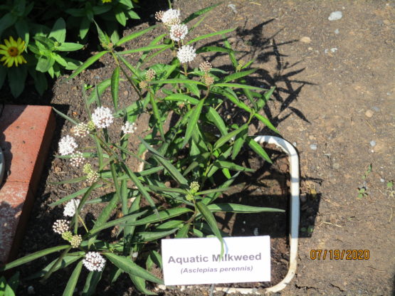 Aquatic Milkweed Blooms