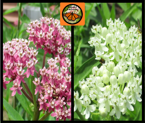 White and Pink Swamp Milkweed Seeds Mix, Asclepias Incarnata - Image 2