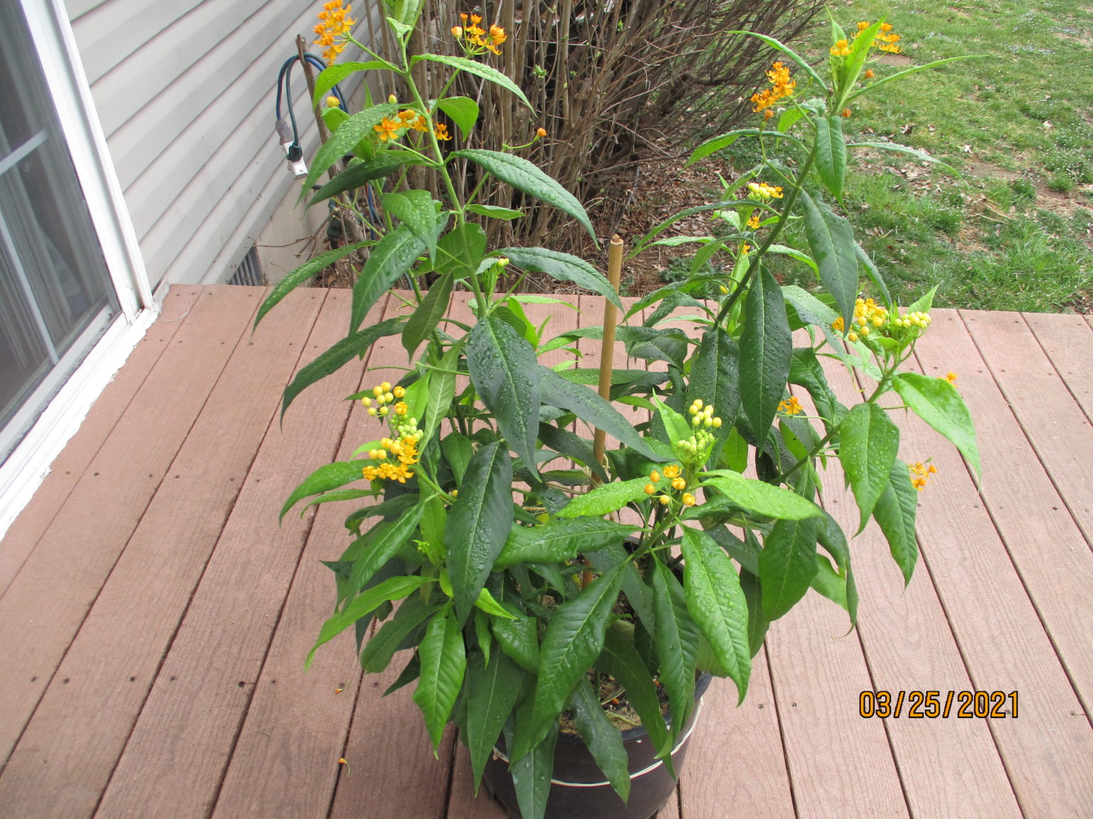 100 Silky Gold Tropical Milkweed Seeds, Asclepias Curassavica ...