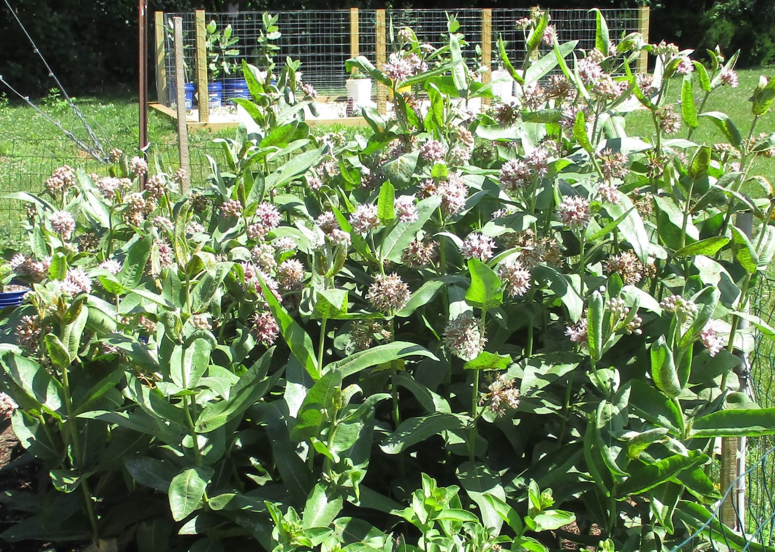 Showy Milkweed Seeds Asclepias Speciosa Milkweed 4 Monarchs