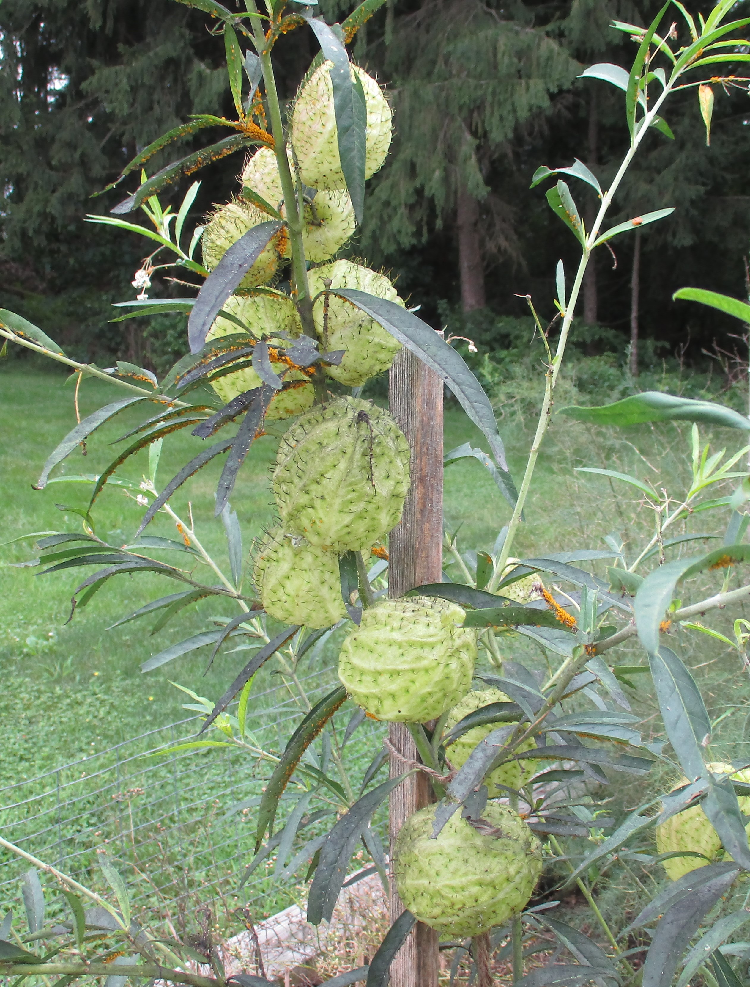 Hairy Balls Balloon Milkweed Seeds Gomphocarpus Physocarpus Milkweed Monarchs