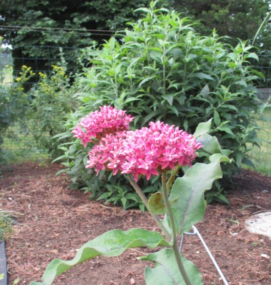 Purple Milkweed Bloom