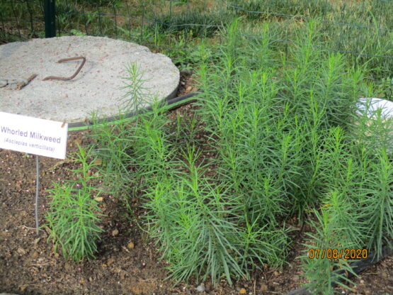 Whorled Seedlings