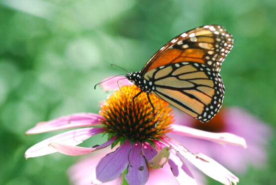 Monarch on coneflower