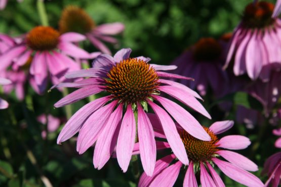 Purple Coneflower Bloom