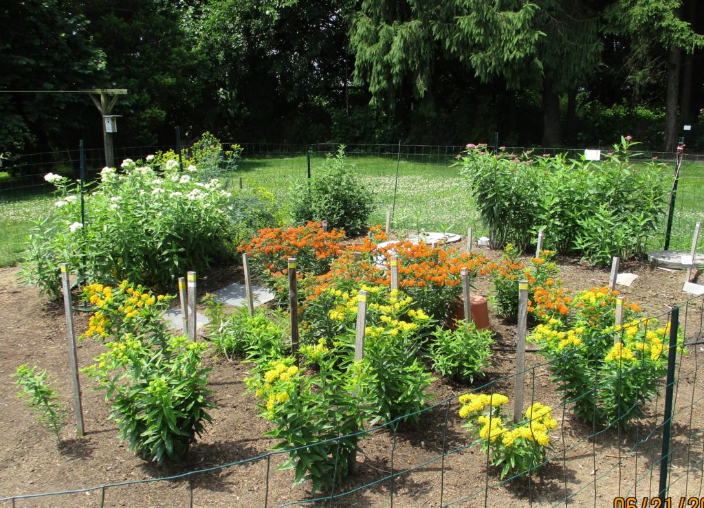 Milkweed Garden Tours - Milkweed 4 Monarchs