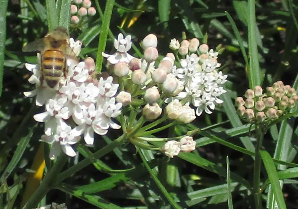 Arizona Milkweed Seeds, Asclepias angustifolia - Milkweed 4 Monarchs