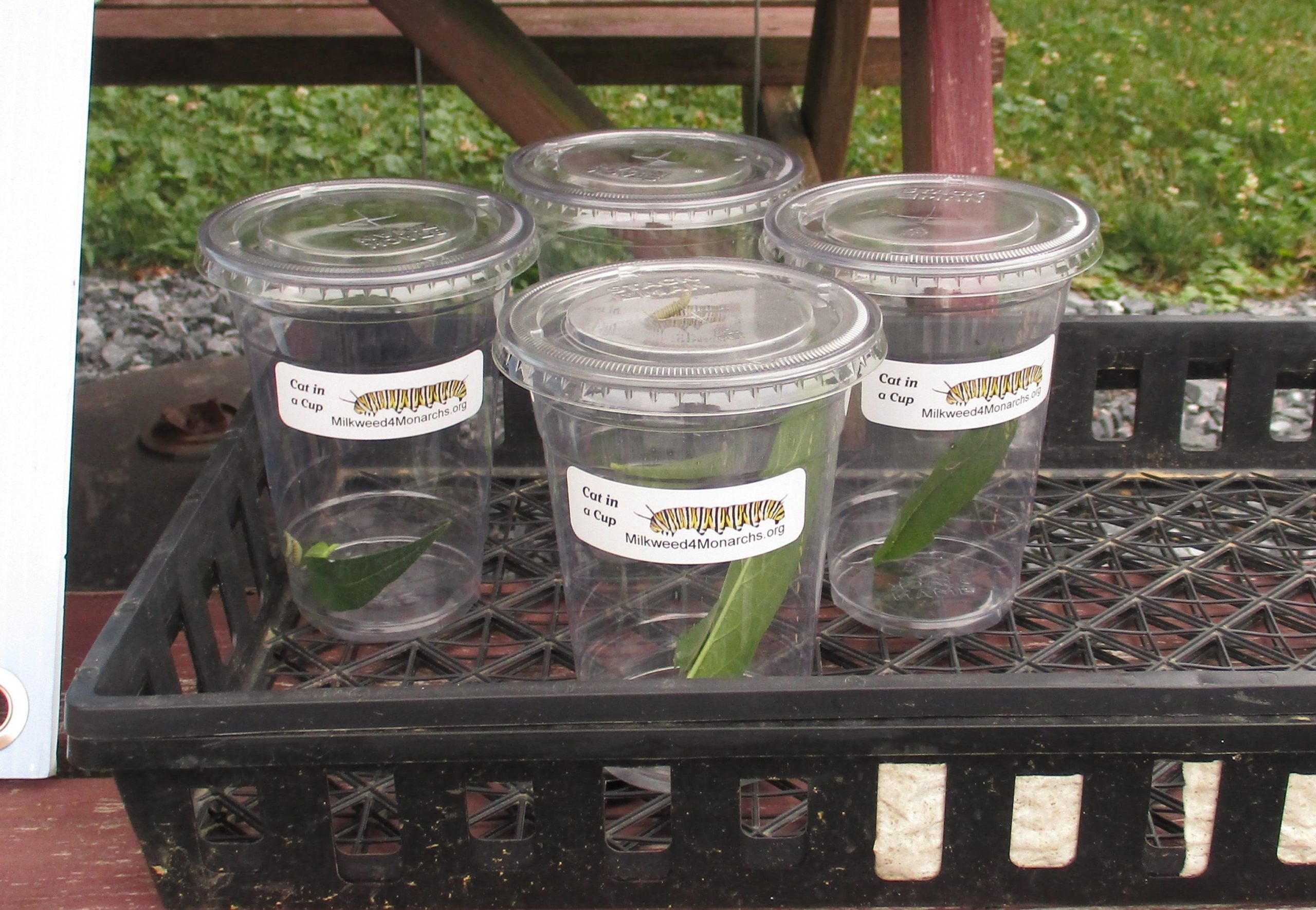 Caterpillars in To-Go cups