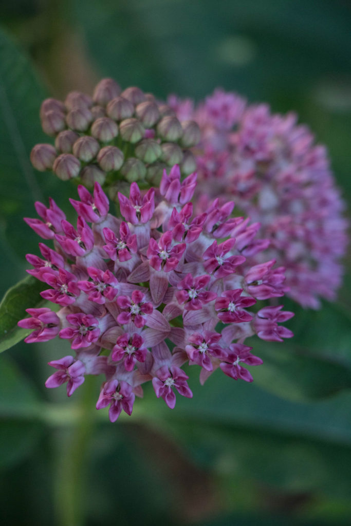 Purple Milkweed Seeds, Asclepias purpurascens - Milkweed 4 Monarchs