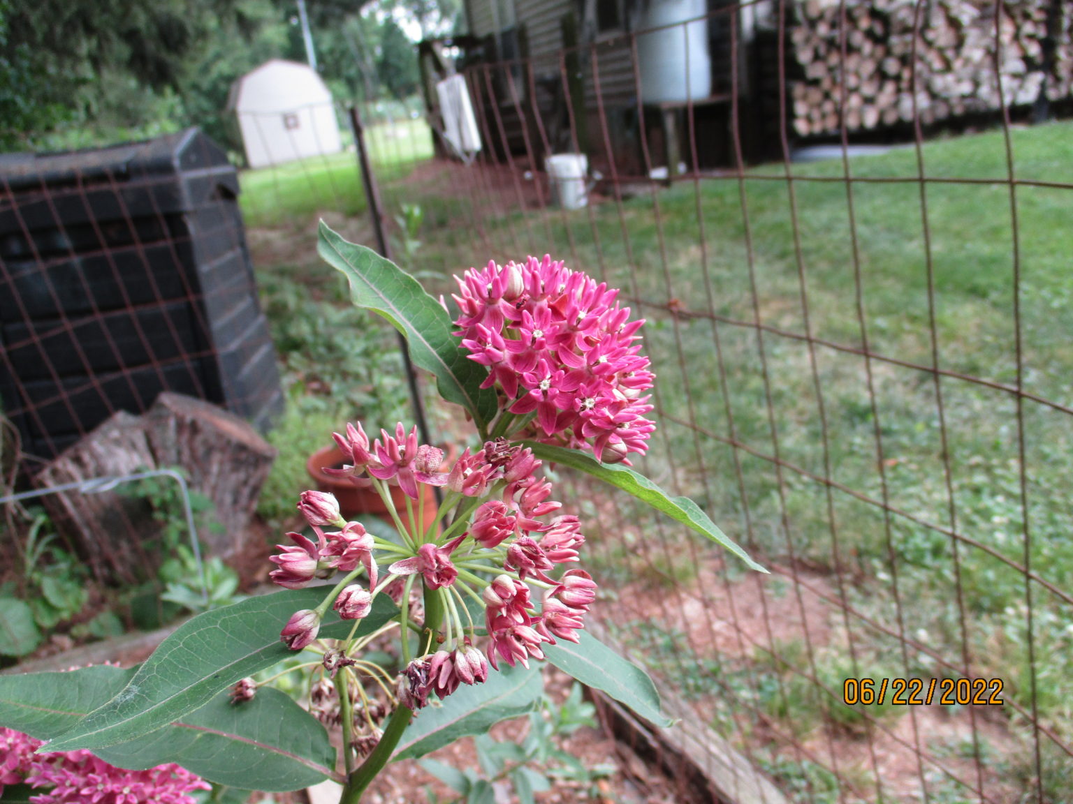 Purple Milkweed Seeds, Asclepias purpurascens - Milkweed 4 Monarchs