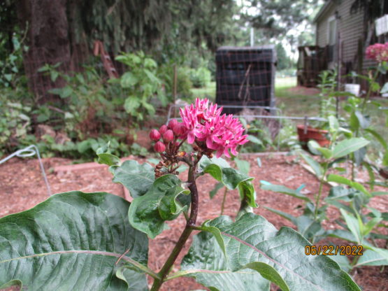 Purple Bloom