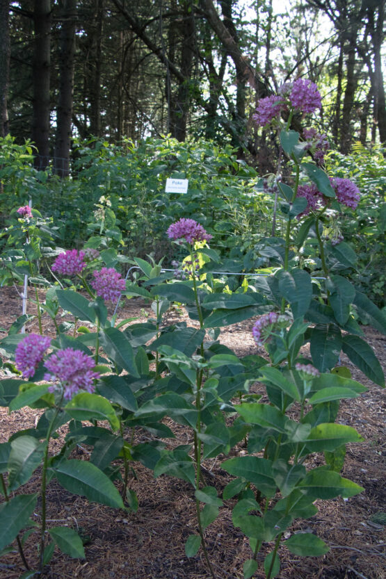 Purple Milkweed Patch