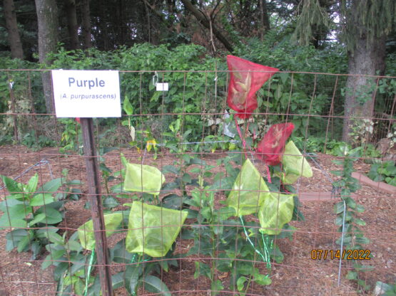 Purple Milkweed pods covered with organza bags