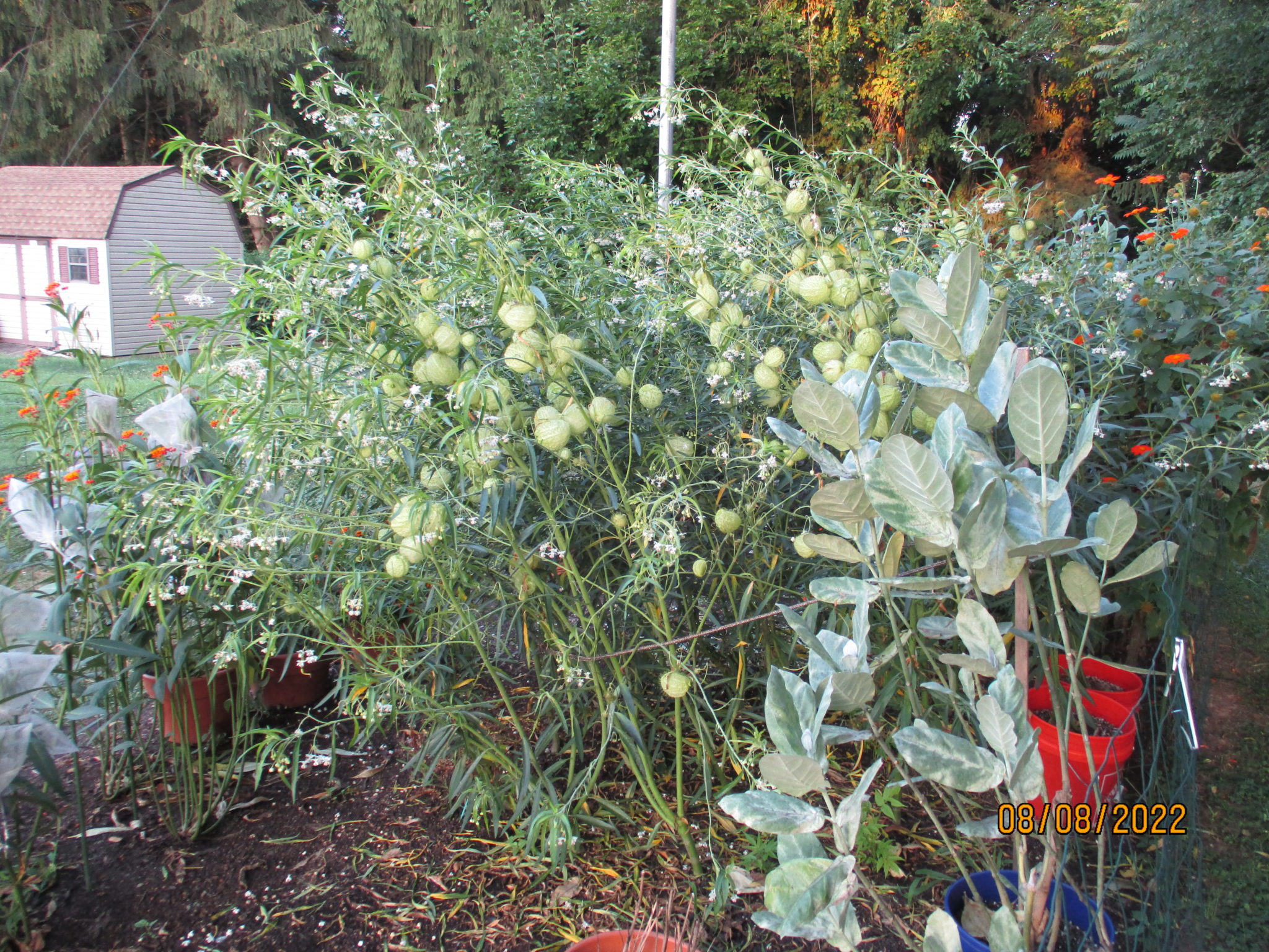 Hairy balls plant seeds