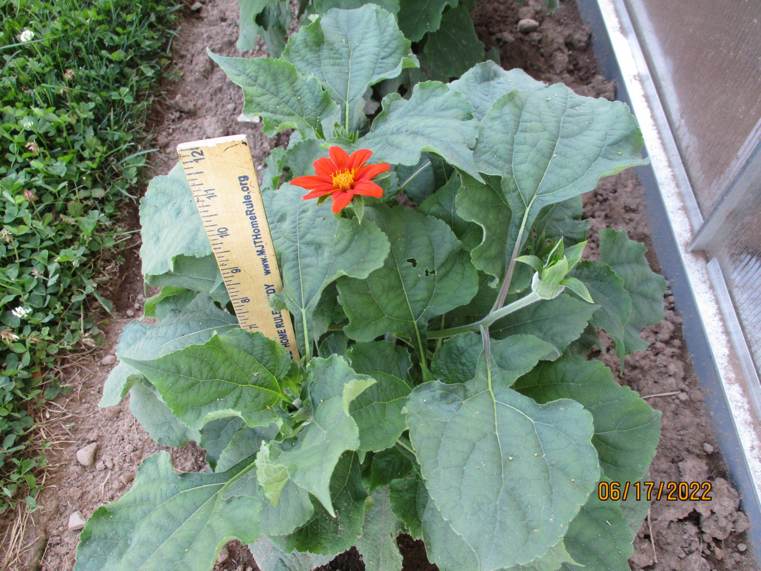 Fiesta Del Sol Dwarf Mexican Sunflower Seeds Milkweed 4 Monarchs