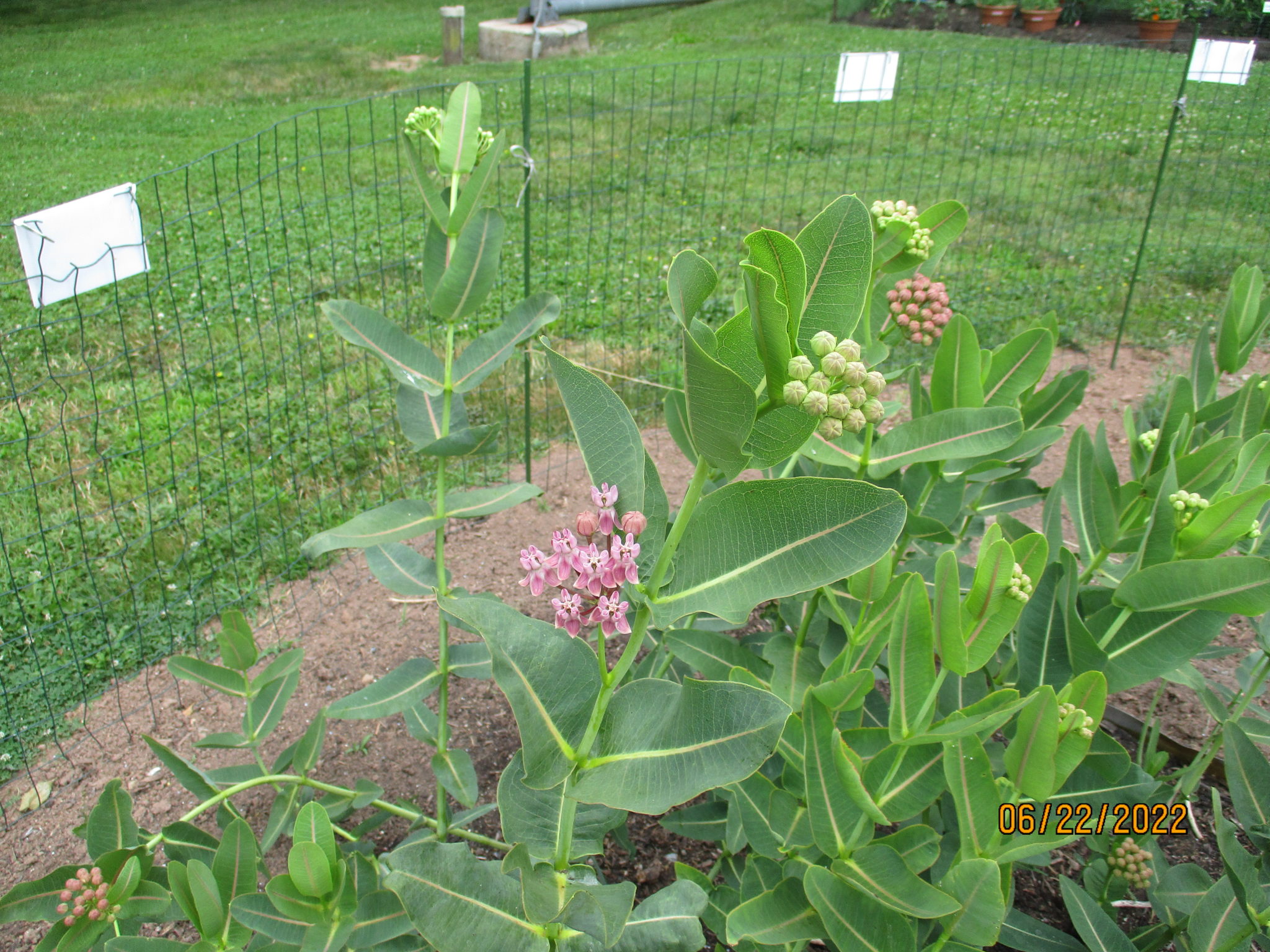 Prairie Milkweed Seeds Asclepias Sullivantii Milkweed 4 Monarchs