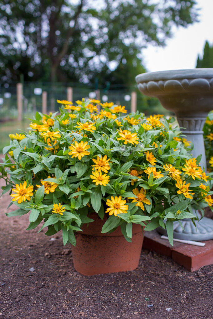 Dwarf Yellow Zinnia Plant - Milkweed 4 Monarchs