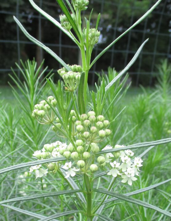 Whorled Milkweed bloom