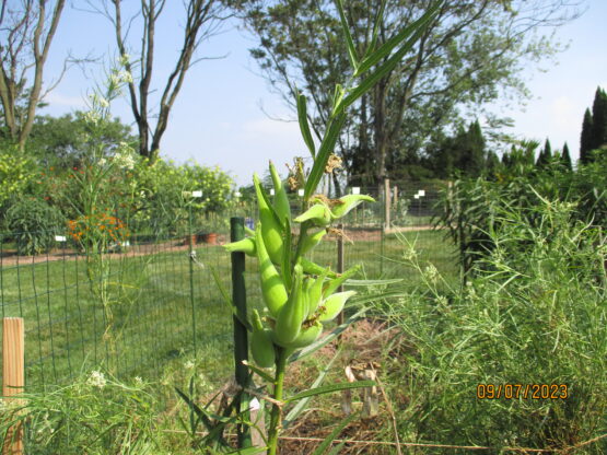 Tall Green Milkweed pods ripening.