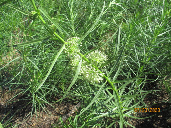 Tall Green Milkweed blooms