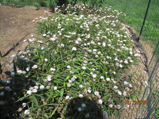 Aquatic Milkweed Patch