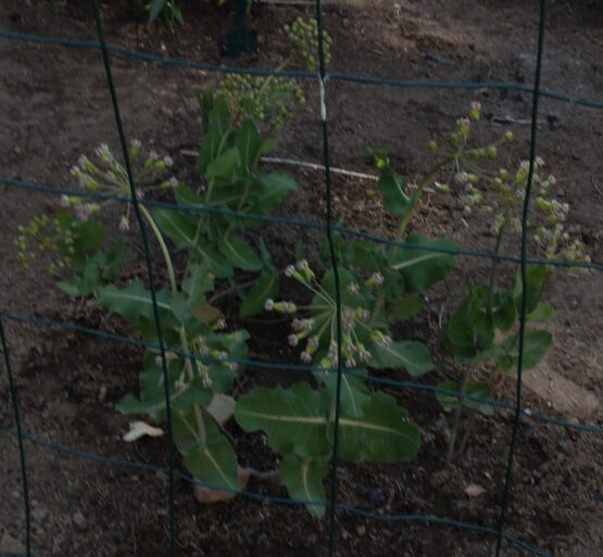 Clasping Milkweed Plants in Bloom