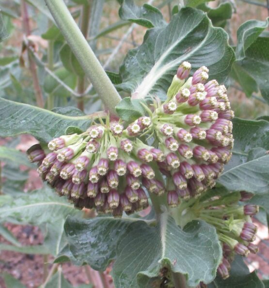 Green Comet Bloom