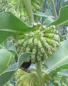 Green Comet Bloom