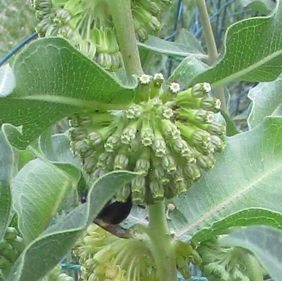 Green Comet Bloom