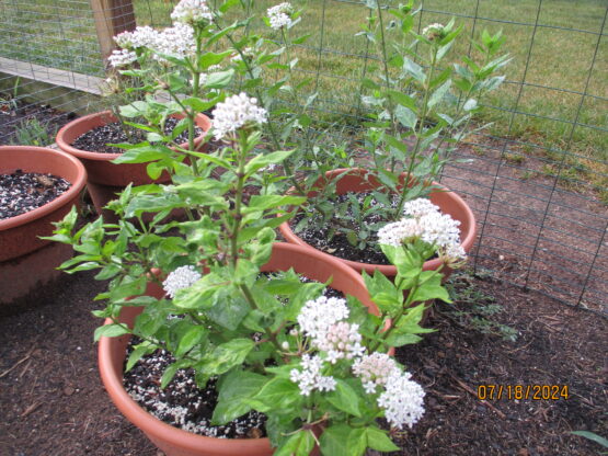 Texas Milkweed plant in bloom