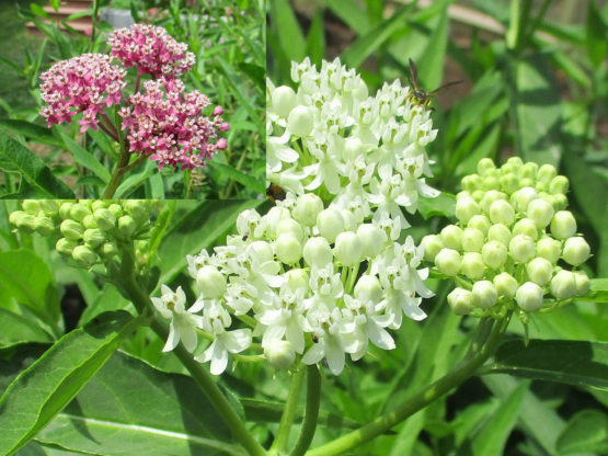 Swamp Milkweed Pink and White Blooms