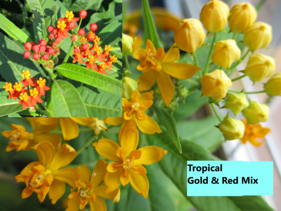 Tropical Gold and Red blooms